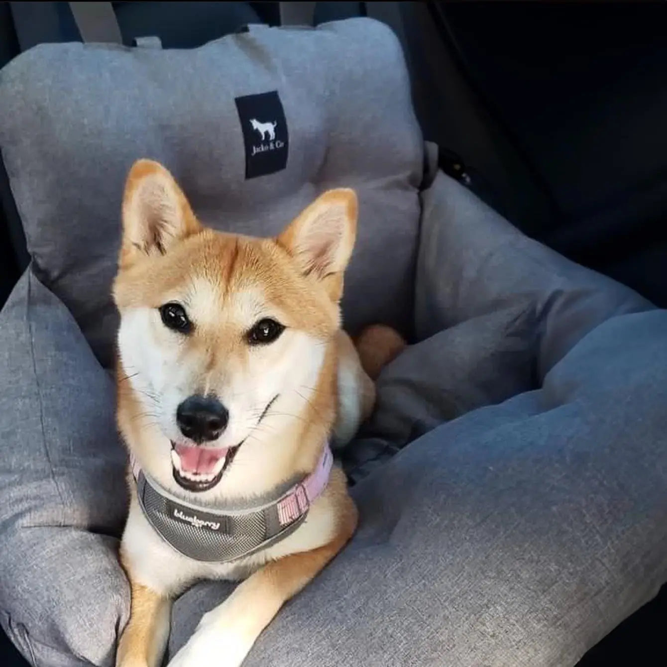 Premium Dog Car Seat & Booster Seat